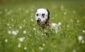 dalmatian壁纸图片