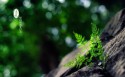 二十四节气立夏桌面壁纸