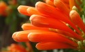 炮仗花桌面壁纸