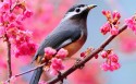 鸟语花香桌面壁纸