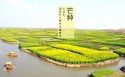 二十四节气：芒种风景桌面壁纸