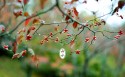 二十四节气雨水桌面壁纸