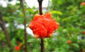 石榴花壁纸图片