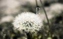 24节气之立秋桌面壁纸