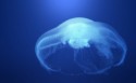 海底生物水母电脑壁纸