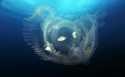 海底生物壁纸图片