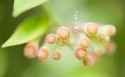 二十四节气小满桌面壁纸
