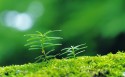 2016年3月月历壁纸图片