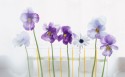 室内鲜花壁纸图片