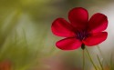 唯美红色花卉桌面壁纸