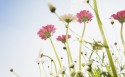 唯美小雏菊桌面壁纸