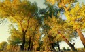 唯美秋景桌面壁纸