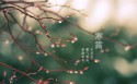 二十四节气之寒露桌面壁纸