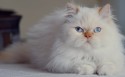 萌宠可爱白毛猫咪桌面壁纸