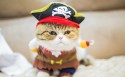 戴帽子的猫咪摄影桌面壁纸