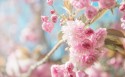日本樱花壁纸图片
