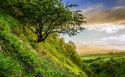 绿油油的草地风景桌面壁纸