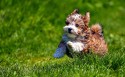 可爱哈瓦那小犬桌面壁纸