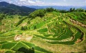 绿色护眼田园梯田风景桌面壁纸
