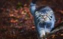 猫科动物兔狲桌面壁纸