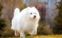 可爱萌宠萨摩耶犬桌面壁纸
