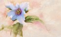 手绘花卉水彩画桌面壁纸