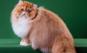 小猫咪壁纸图片
