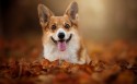 威尔士柯基犬桌面壁纸