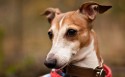 猎犬惠比特犬桌面壁纸