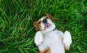 米格鲁猎犬壁纸图片