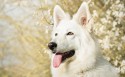 白色瑞士牧羊犬壁纸图片