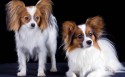 活泼可爱的蝴蝶犬桌面壁纸
