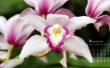 2018年9月梦幻花卉日历桌面壁纸