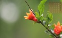 2019年5月护眼花卉植物日历桌面壁纸