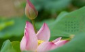 2019年6月护眼日历桌面壁纸