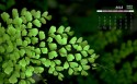 2018年12月唯美小清新绿色植物日历桌面壁纸