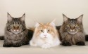 萌萌哒小猫咪桌面壁纸