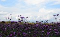 夏季唯美梦幻的鲜花花海桌面壁纸