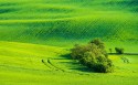 绿色草地风景桌面壁纸