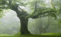 大自然中的一棵孤独的树风景桌面壁纸