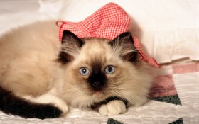 猫,cat