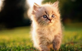 猫,cat