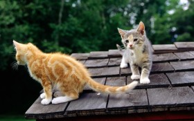 猫,cat