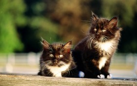 猫,cat
