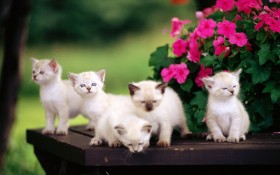 猫,cat