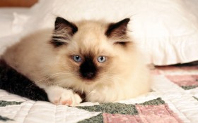 猫,cat