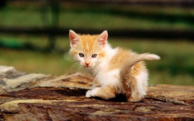 猫,cat