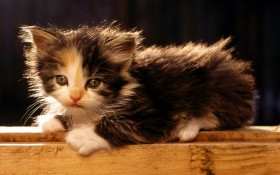猫,cat