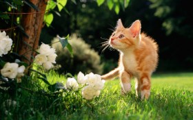 猫,cat