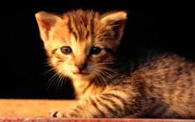 猫,cat